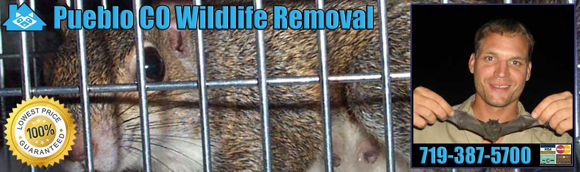 Pueblo Wildlife and Animal Removal